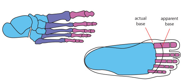 how-to-draw-human-feet-step-1b