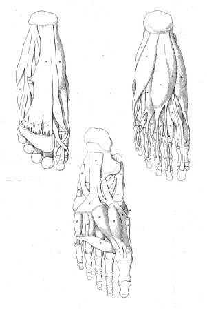 how-to-draw-human-feet-foot-bones-guide-1