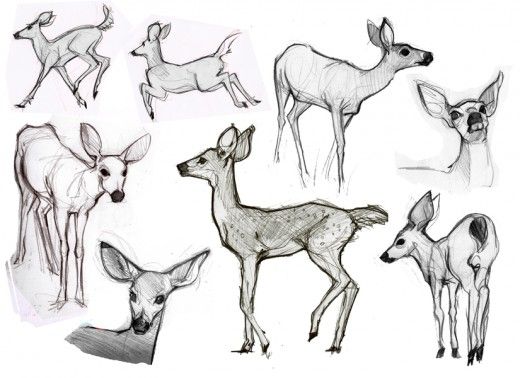 how-to-draw-animals/how-to-draw-animals-books-and-tutorials-
