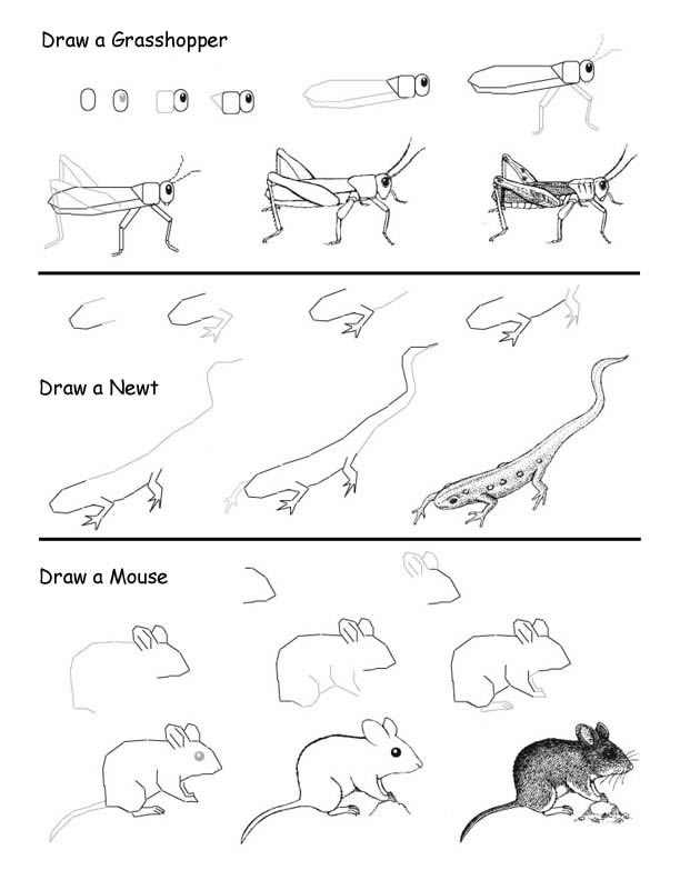 how-to-draw-animals/how-to-draw-animals-books-and-tutorials-7