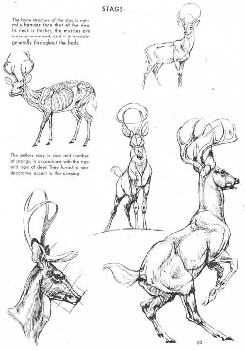 how-to-draw-deer/