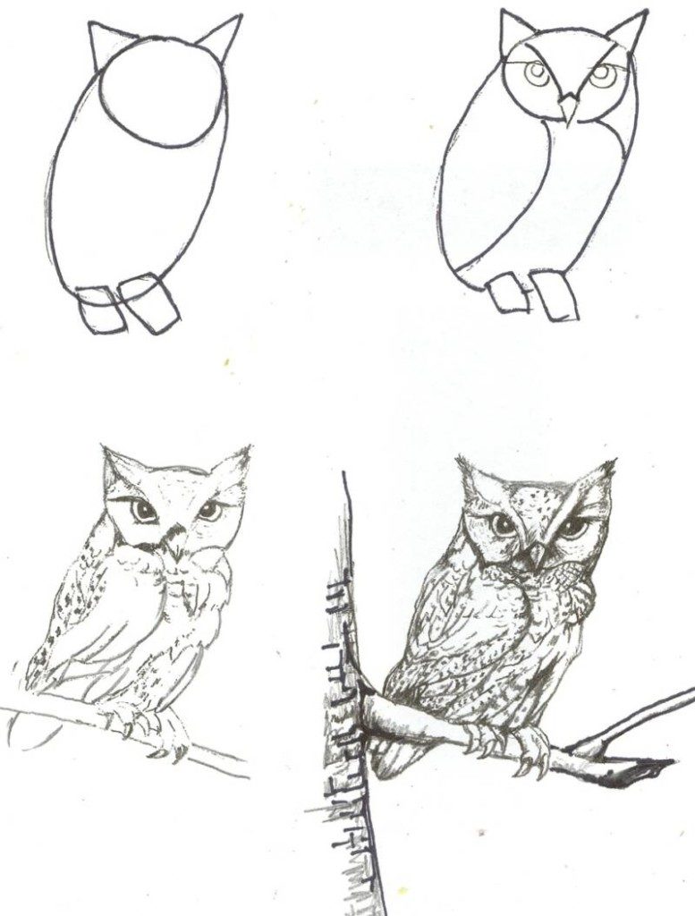 how-to-draw-owl/