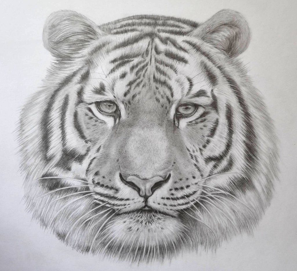 how-to-draw-animals/realistic_tiger_drawing_in_pencil