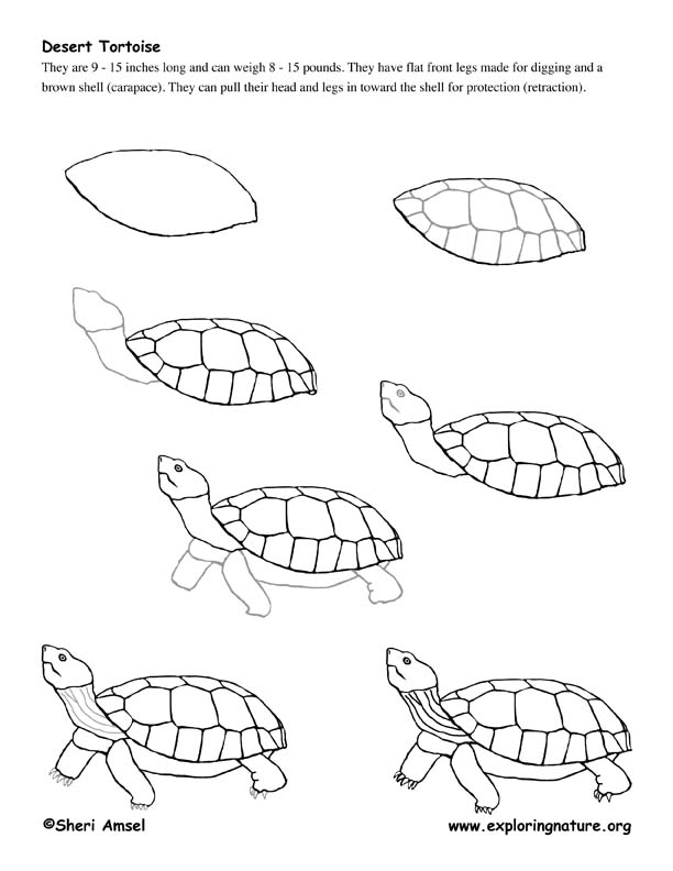how-to-draw-animals/tortoise-how-to-draw-drawing