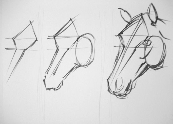 how-to-draw-a-horse-face-body-horse-step-by-step-