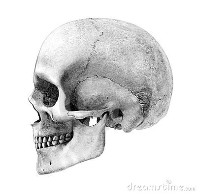 How-To-Draw-a-Skull-realistic-pencil-art-4