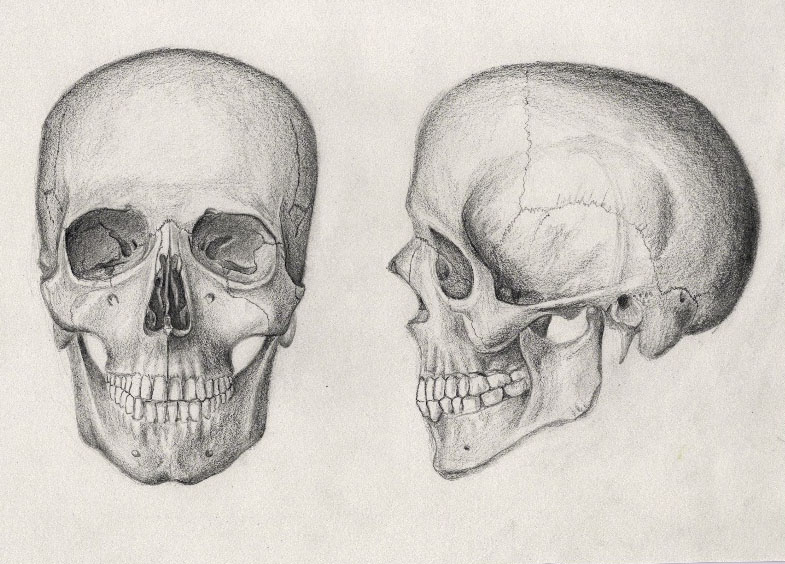 How-To-Draw-a-skull-realistic