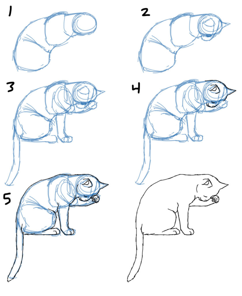 How to Draw a Cat Step By St