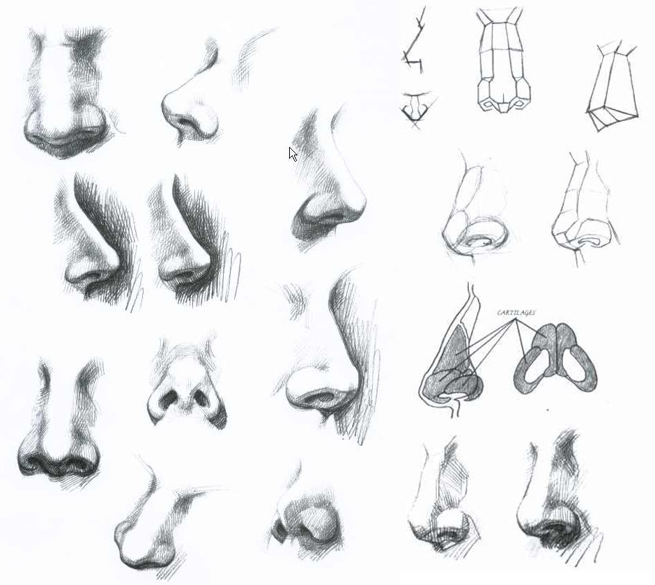 How-to-draw-the-female-Nose-and-face-features