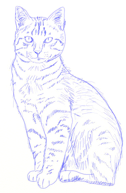 how-to-draw-realistic-cat