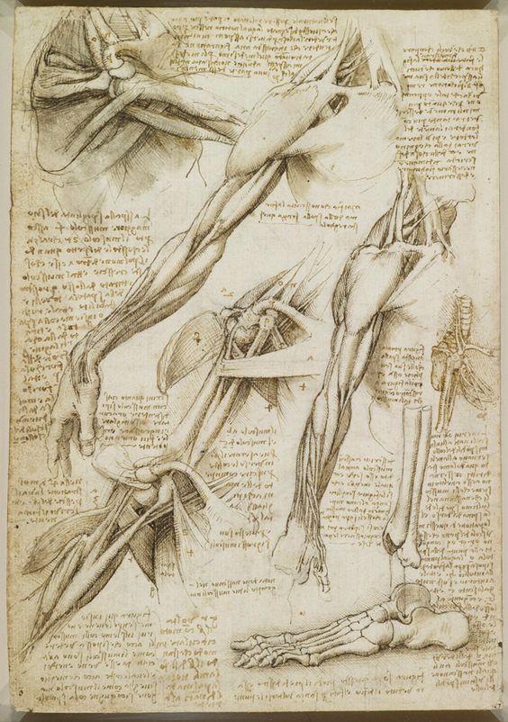 notebook-pages-Leonardo Da Vinci Drawings