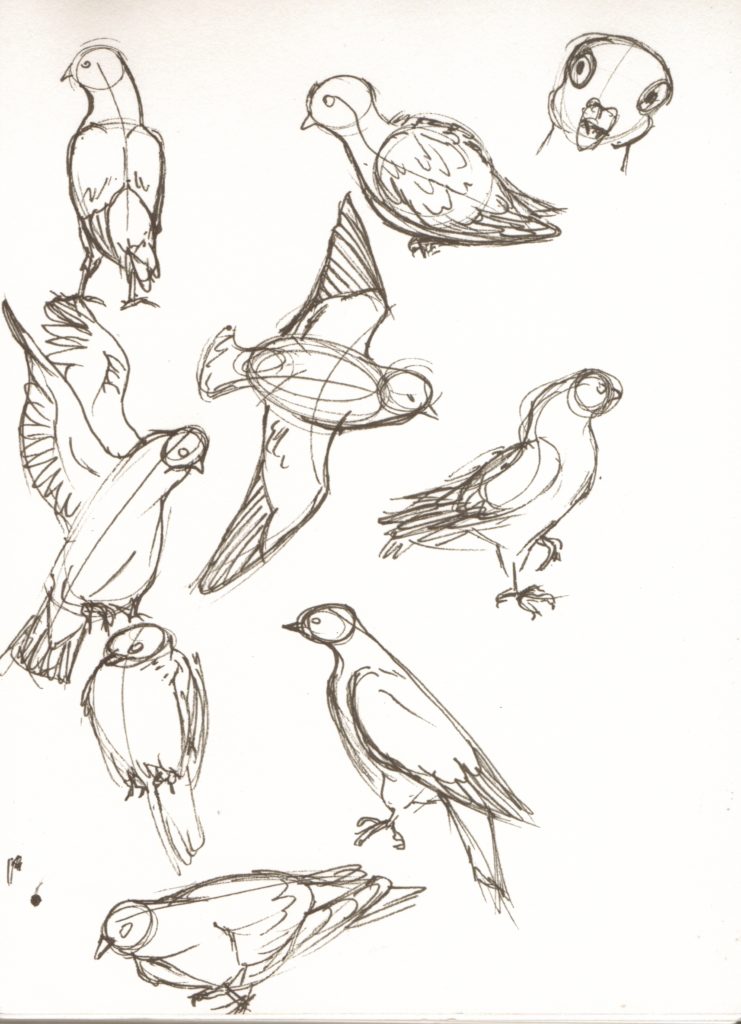 birds-course_drawing-animals