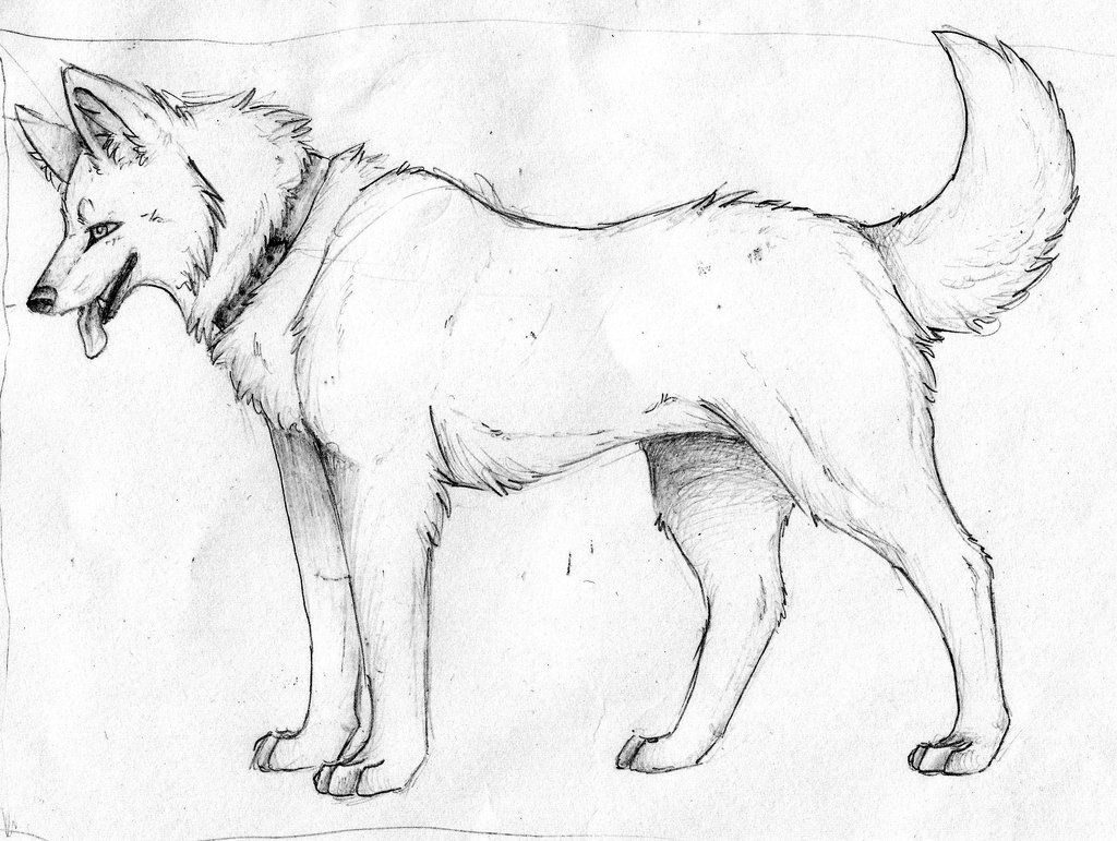 course_drawing-animals-cute-dog-sketch-wolf-dog-sketch