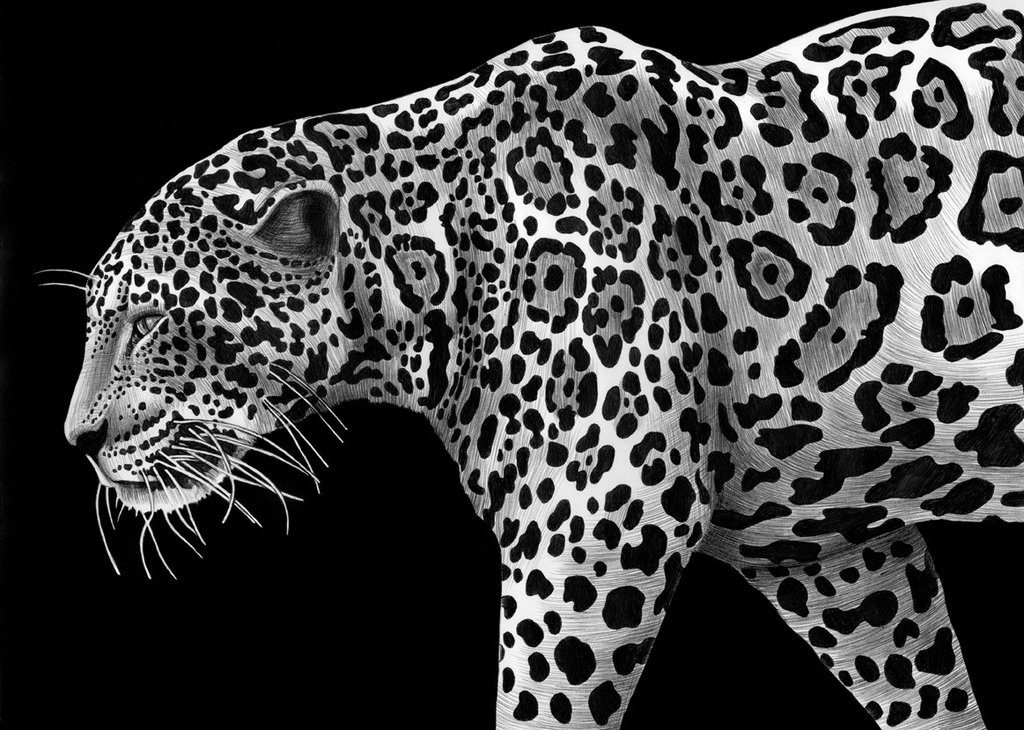draw-a-jaguar-in-illustrator