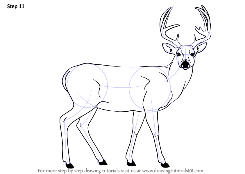 how-to-draw-buck-deer-step-11