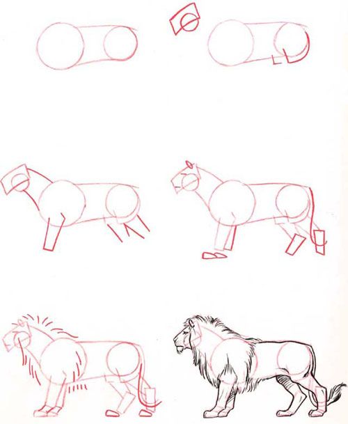 lions-course_drawing-animals