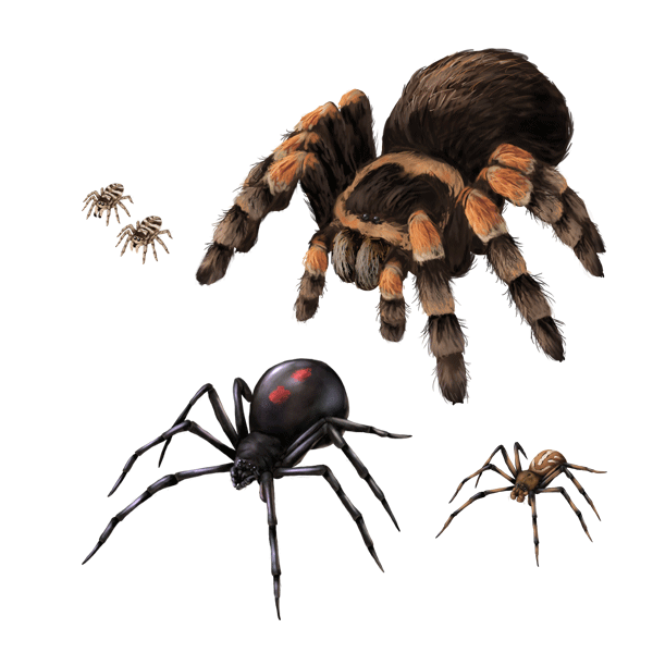 spiders-draw-spider-in-illustrator