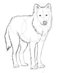 wolf-course_drawing-animals