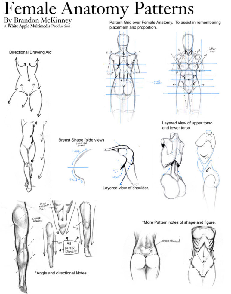 How To Draw Female Anatomy Online Drawing Lessons Model Sheet The